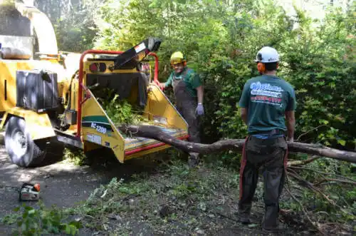 tree services Visalia